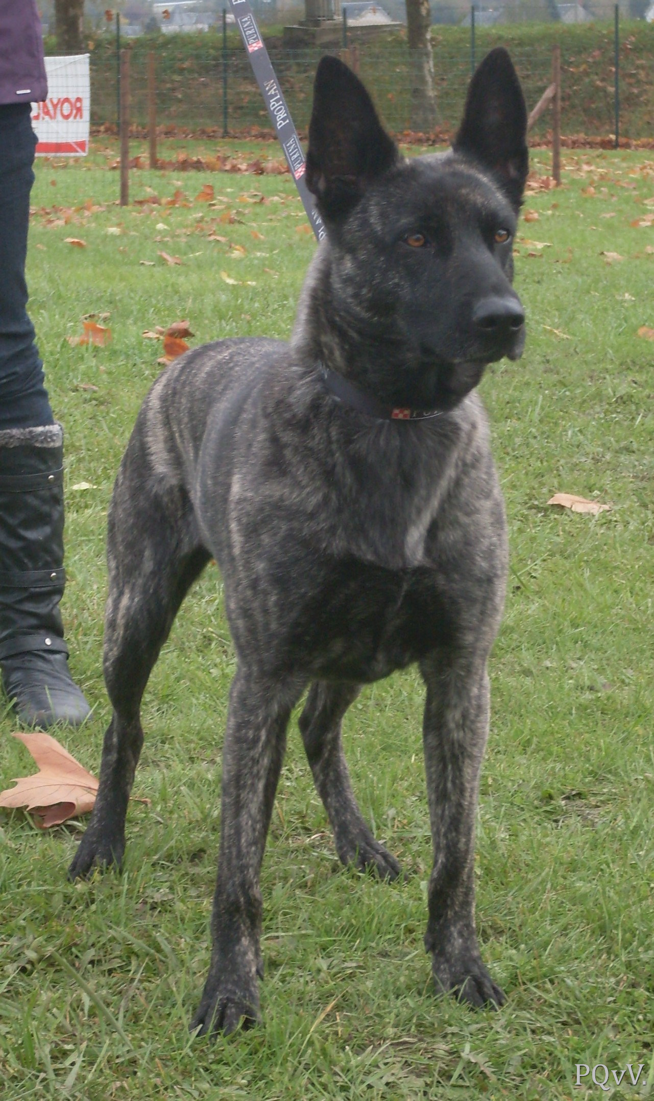  Demeter des Crocs de l’Olympe